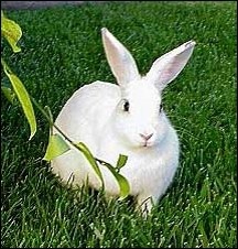 1163